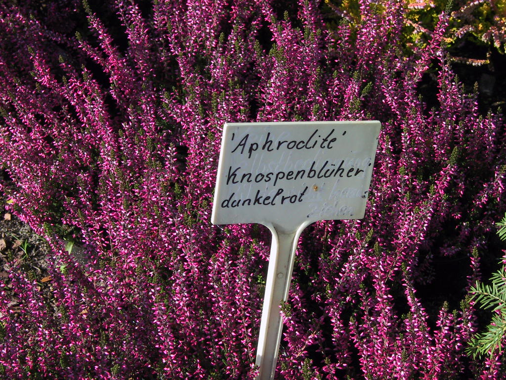 Calluna vulgaris Aphrodite 01.jpg